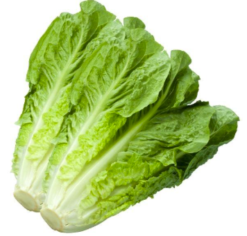 Romaine