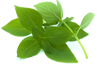 Lemon Basil