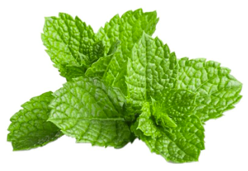 Mint